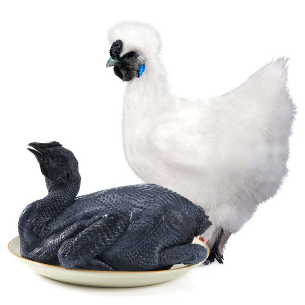 有券的上wens温氏白凤乌鸡1kg4件