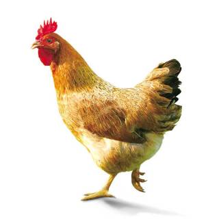 商品wens温氏天露农养鸡800g