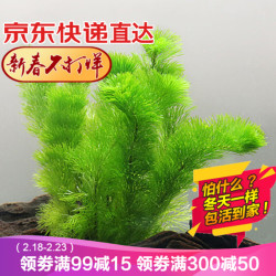 云峰海瑞 水草活体鱼缸造景套餐绿菊 5只 *30件