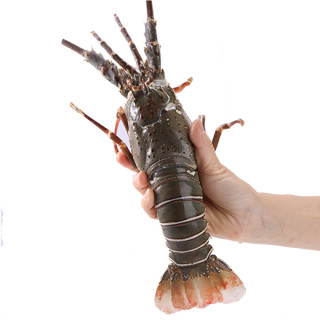 御鲜之王青龙虾280 335g 2只 报价价格评测怎么样 什么值得买