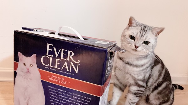 小编精选：EverClean铂钻高端猫砂，女性铲屎官的优雅养成记