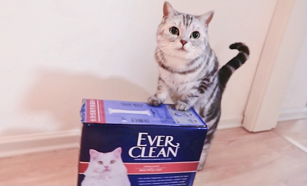 EverClean铂钻高端猫砂，女性铲屎官的优雅养成记