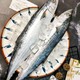 新鲜鲅鱼整条海鲜鲜活大冷冻水产2000g渤海马鲛鱼深海鱼4条装