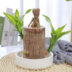 巴西木水养室内花卉盆栽格鲁特树人好养绿植幸运木带苞芽水培植物