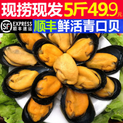 星渔鲜活特大青口贝新鲜大海虹淡菜野生贻贝类水产3斤5斤顺丰包邮