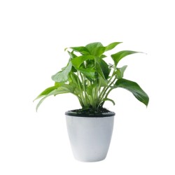 茵琦纱 水培绿植盆栽 绿箩