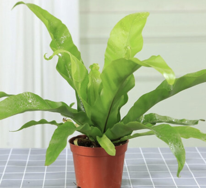 美迪花世界 室内盆栽蕨类鸟巢蕨