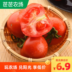 四川攀枝花露天沙瓤番茄西红柿小番茄新鲜水果生吃蔬菜9斤