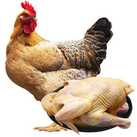 牧憨农庄 农村2年老母鸡 农家走地鸡煲汤食材鸡肉生鲜约1000g/只 杀后净重约1000g