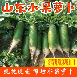 山东潍坊水果萝卜 5斤装净重