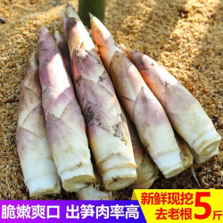 雷笋新鲜嫩竹笋胜临安天目山冬笋现挖野生毛春笋雷竹笋蔬菜5斤 大号雷竹笋 5斤装