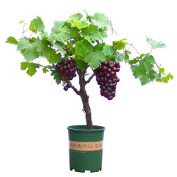 葡萄树苗不爬藤无架葡萄树四季葡萄苗南方北方种植当年结果果树苗