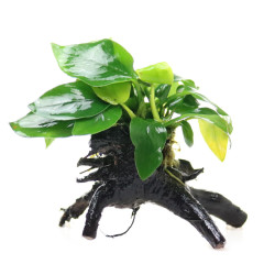 鱼缸造景套餐阴性水榕沉木活体真水草淡水无土植物增氧趴地矮珍珠