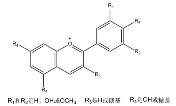 花青素介绍 解释 什么意思 什么值得买