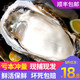 乳山生蚝鲜活5斤海鲜水产海蛎子贝壳新鲜牡蛎带壳10斤特大一箱