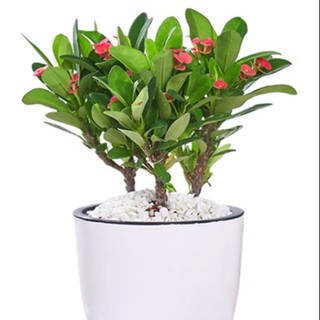 品盛室内盆栽 报价价格评测怎么样 什么值得买