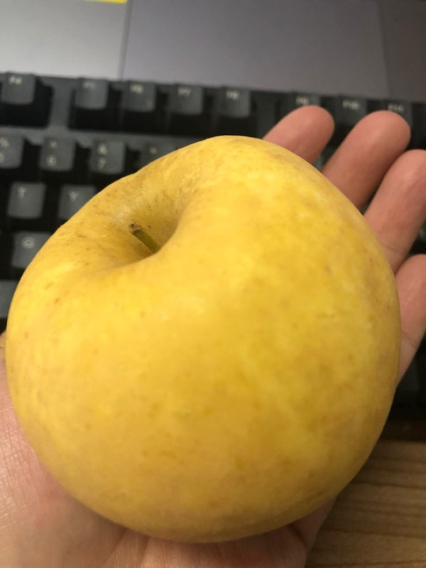 好货福利京东plus会员鲁供维纳斯黄金苹果精品12枚7580mm净重47斤