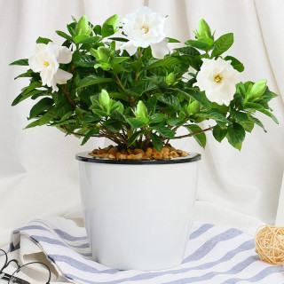 栀子花盆栽大盆带花苞室内花卉绿植四季好养的花开花清香植物标题 中盆规格 白色花瓣盆 栀子花 报价价格评测怎么样 什么值得买