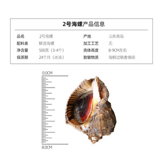 鲜之国 青岛鲜活大海螺花螺 海鲜水产贝类 小海螺超特大海螺  大海螺3-4只