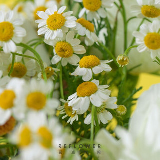 花点时间 混合定制花束 鲜花速递 生活鲜花 冬日精灵-尤加利果花束 3月20日起陆续发货