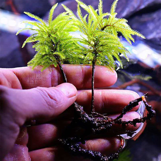 捣蛋鬼 万年藓水草活体耐活耐低温苔藓鱼缸水族箱生态瓶雨淋缸造景活水草 万年藓3颗(新鲜发货)