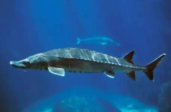 kalugaqueen卡露伽欧鳇鲟鱼子酱100g