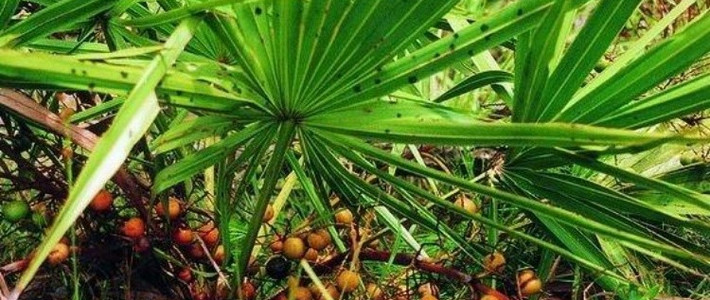 锯叶棕中文名锯叶棕别名锯棕叶,锯棕榈英文名serenoarepens名词解释锯