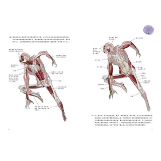 《艺用解剖学笔记》（精装）