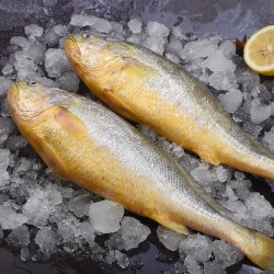 食邦人 新鲜海捕大黄鱼 3条装