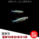 小型热带鱼观赏鱼灯科鱼群游鱼繁殖宠物活体斑马鱼冷水鱼活体 蓝斑马10条