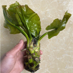 养水族箱水草缸鱼缸装饰造景活体真水草活体淡水植物红荷根绿荷根1颗