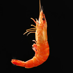 叼果熊  熟冻黑虎虾 800g/盒