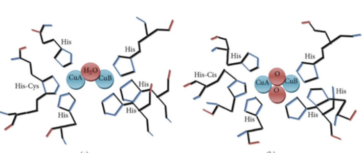 酪氨酸酶介绍_解释_什么意思-什么值得买