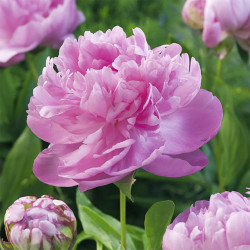 春天到家重瓣芍药花8支2支防损单瓣芍药10支