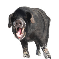 野蛮香 东北长白山脉健康黑猪肉 半头猪 毛重 150斤左右