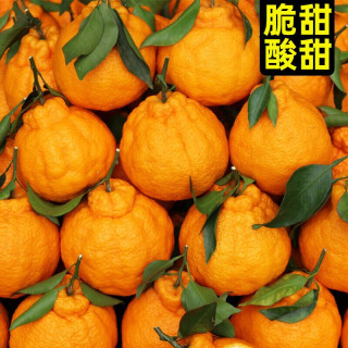 真谷塘 丑橘不知火精品大果礼盒应季时令水果自营柑橘口粮果四川特产蒲江现采丑八怪 精品大果5斤,买二合并发大箱净重9斤
