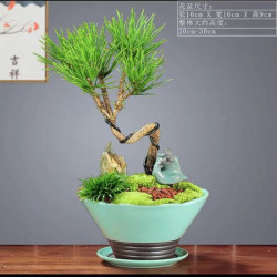 半径风景 小黑松造型盆景 (不含盆)
