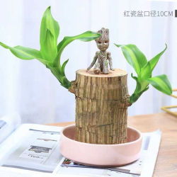 沁苑 巴西木植物小盆栽+粉瓷盆+格鲁特+液 6cm左右