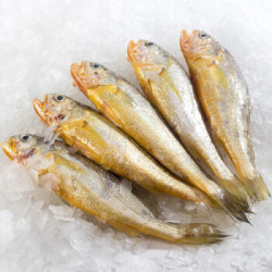 上麟记 海捕小黄花鱼 800g