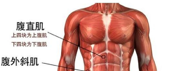 腹直肌