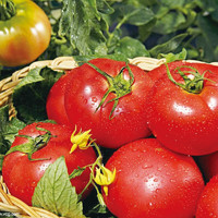 对面小城 沙瓤西红柿番茄 2.5斤