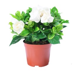 山鲜萃 栀子花盆栽+塑料盆
