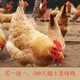 土老母鸡500天淮南农家乡村土鸡漏损包赔两只杀后4-5斤