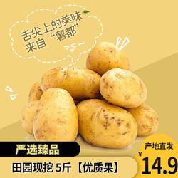 QINHANSHEEP 青汉羊 新鲜蔬菜马铃薯 带箱10斤