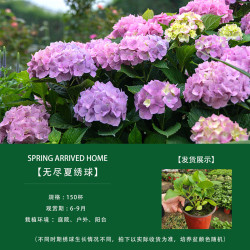 绣球盆栽 多头绣球花苗老桩无尽夏奇妙仙子小町绣球魔幻系列七彩绣球花苗盆栽地栽无尽夏150 杯 什么值得买
