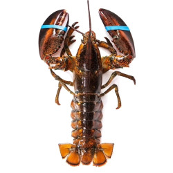 御鲜之王 加拿大波士顿龙虾鲜活 活虾海鲜水产 大龙虾(600-700g)1只