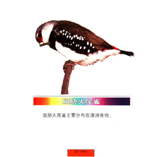 《少儿百科·识字卡片：禽鸟专辑1》