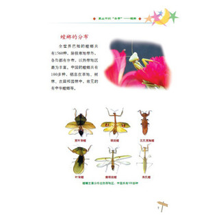 《自然博物馆·螳螂·萤火虫·瓢虫》（彩图版）