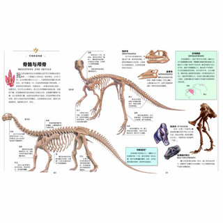 《探索·科学专题百科绘本：恐龙纪元》