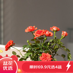 玫瑰花盆栽 21新品花彩玫瑰花苗盆栽苗茜茜公主等阳台窗台观花植物迷你玫瑰盆栽苗100 盆栽苗橙色系多少钱 什么值得买 玫瑰花盆栽 21新品花彩玫瑰花苗盆栽苗茜茜公主等阳台窗台观花植物迷你玫瑰盆栽苗100 盆栽苗橙色系多少钱 什么值得买